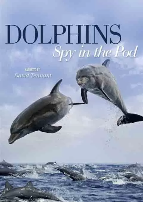 卧底海豚帮